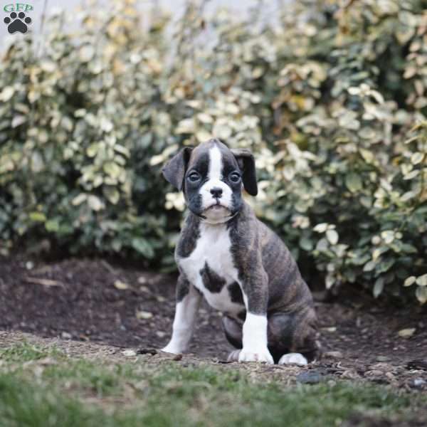 Bessie, Boxer Puppy